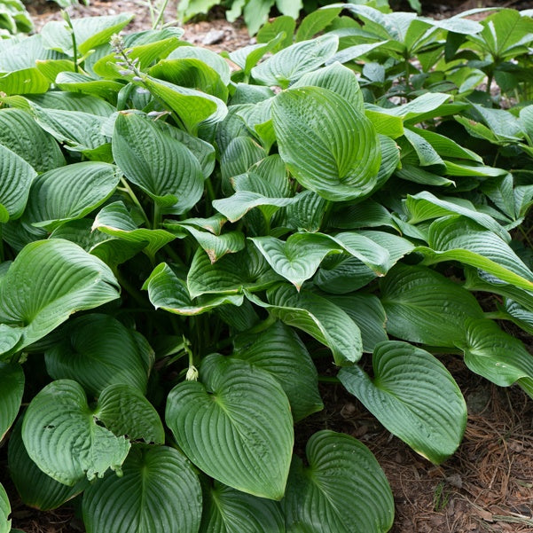 Bakker Hosta Elata plante vivace pot 8cm ombre