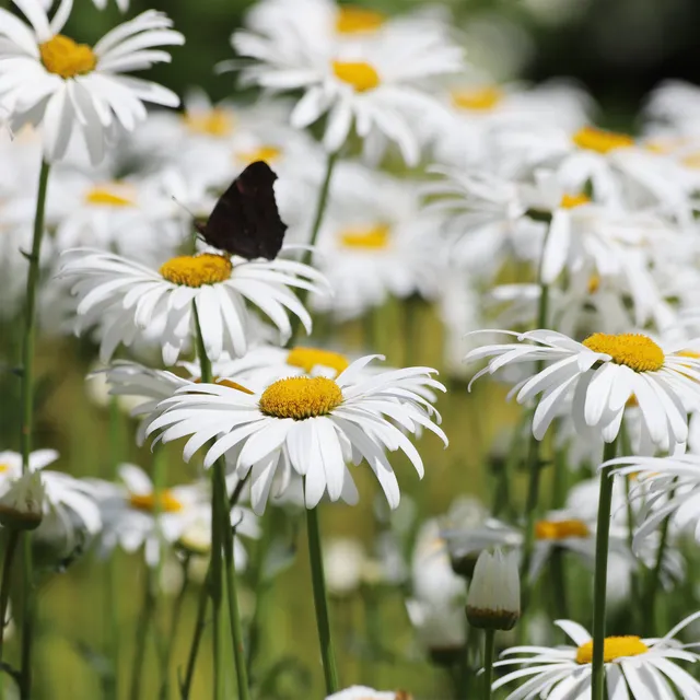 Bakker Alaska marguerite d'été pot 9cm fleurs blanches