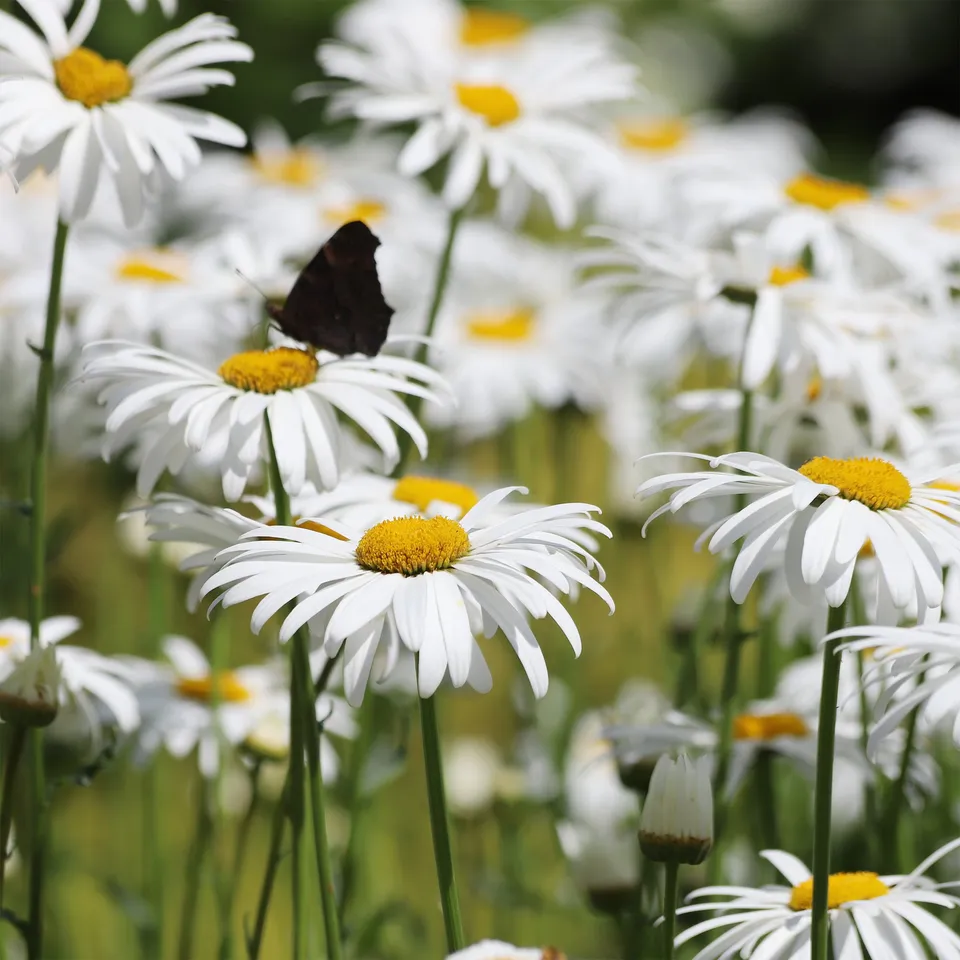 Bakker Alaska marguerite d'été pot 9cm fleurs blanches