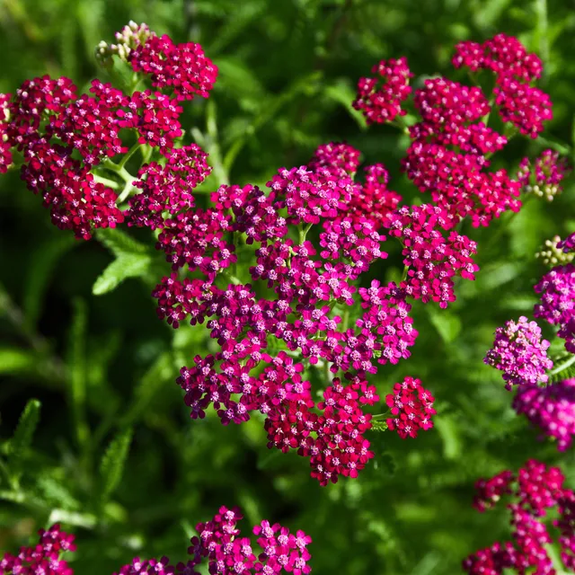 Bakker Achillée Cerise Queen vivace rouge pot 9cm
