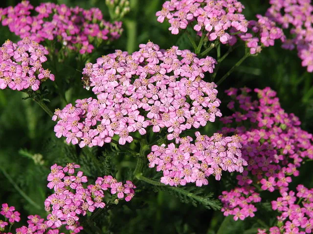 Passion Vivaces Achillea Lilac Beauty plante lilas rosé