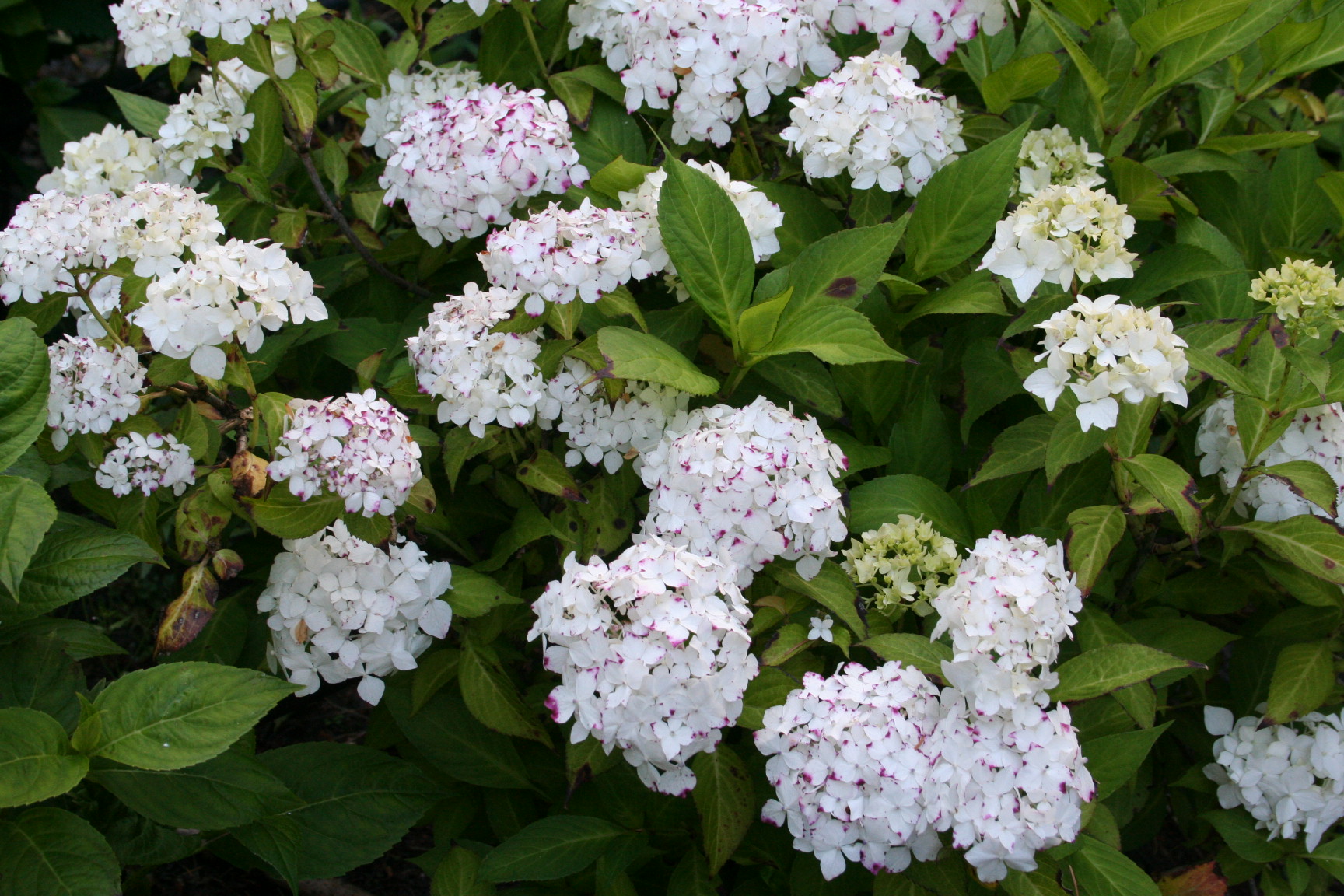 Les Hortensias du Haut Bois Warabe hortensia serrata godet