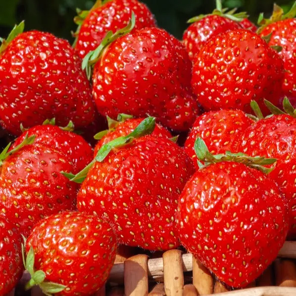 Bakker Fruitiers Fraisiers Mara des Bois 20 racines nues remontant