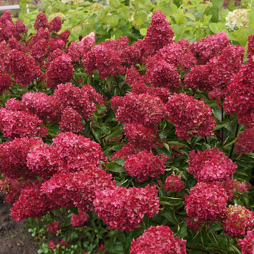 Bakker Fraise Melba Renba hortensia pot 1,3L 20-25cm