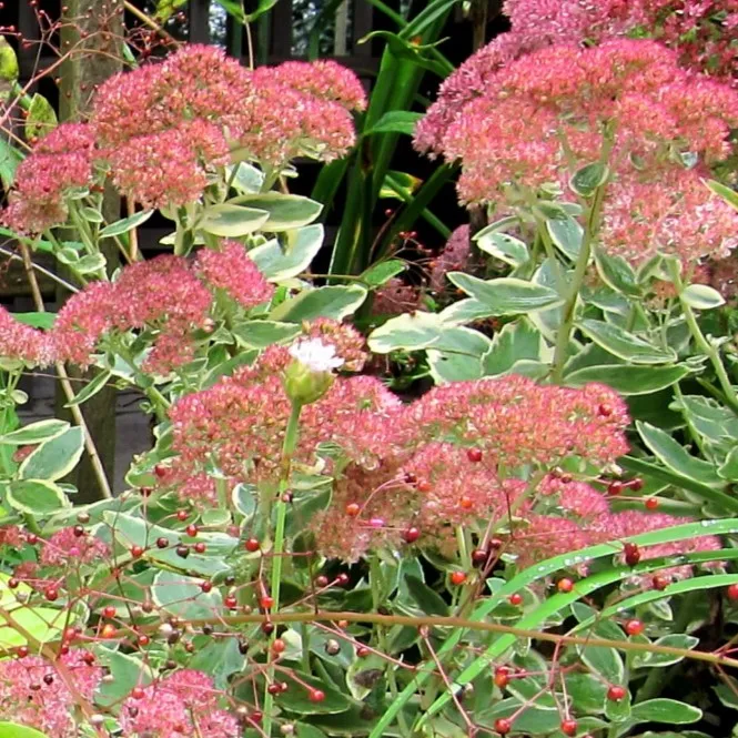Passion Vivaces SEDUM Autumn Charm plante vivace pot 1 litre panaché