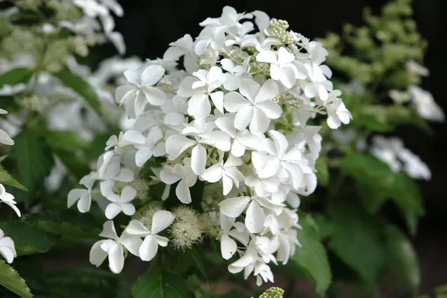 Les Hortensias du Haut Bois Levana hortensia paniculata en godet