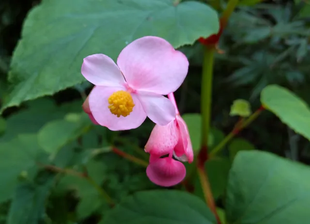 Passion Vivaces Begonia grandis Pink Parasol plante vivace godet rose