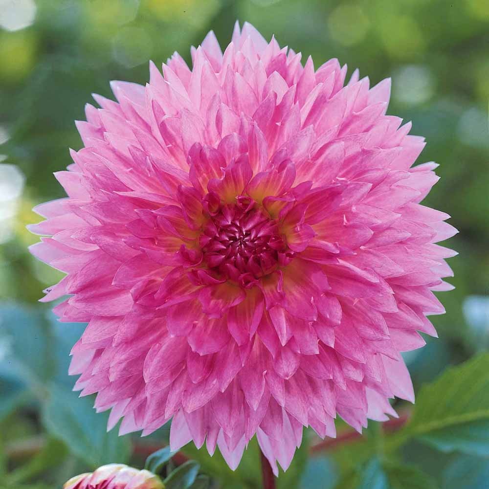 Bakker Bulbes Dahlia Sakura Fubuki rose 3 bulbes calibre I