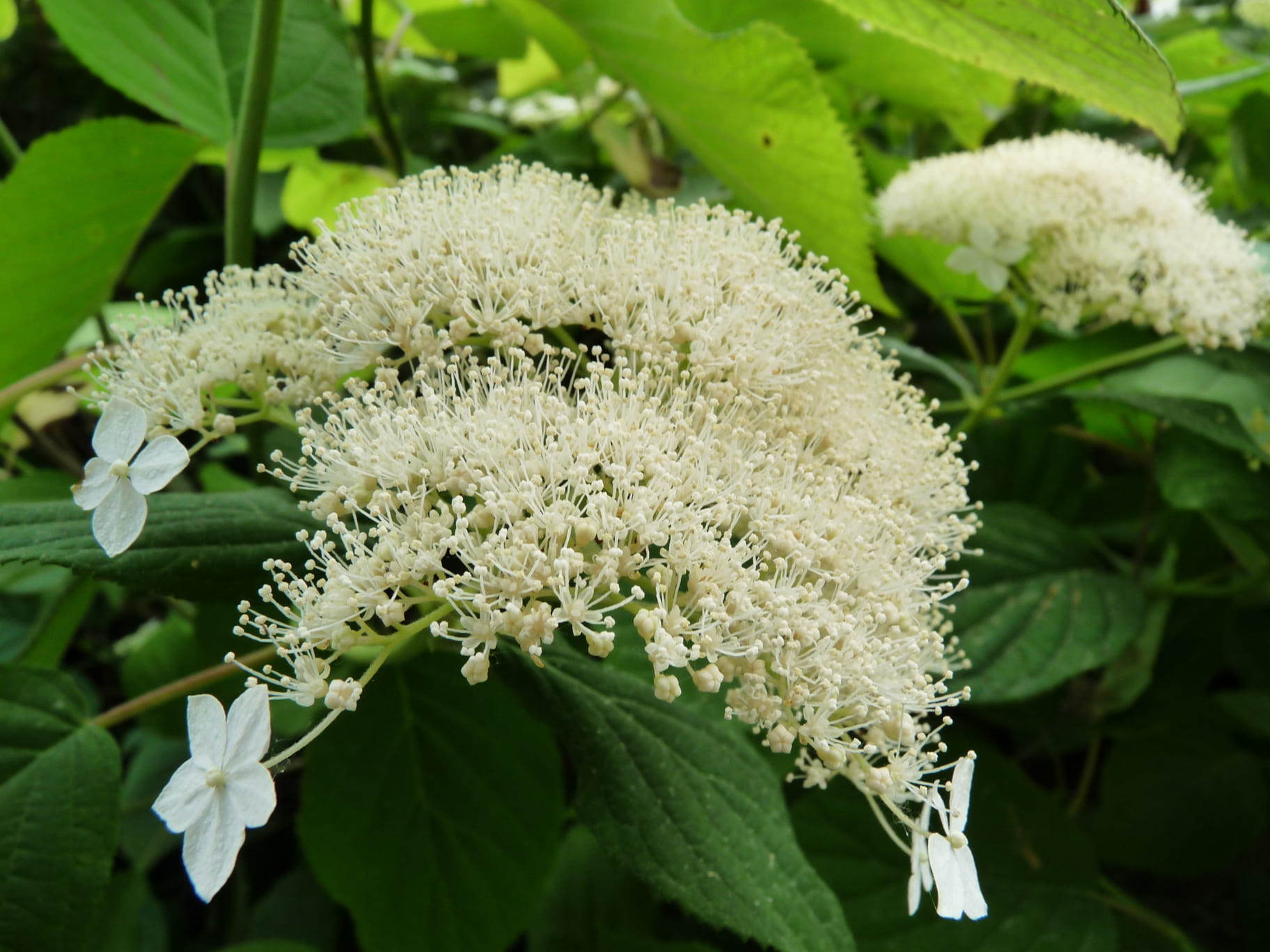 Les Hortensias du Haut Bois Radiata hortensia arborescent blanc