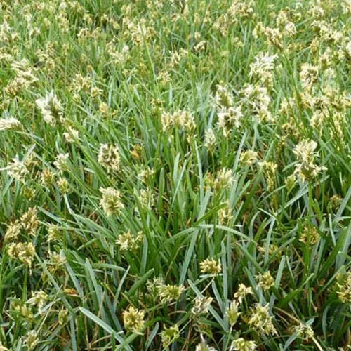 Bakker Plantes d'extérieur Seslérie bleue graminée pot Ø 9cm persistante