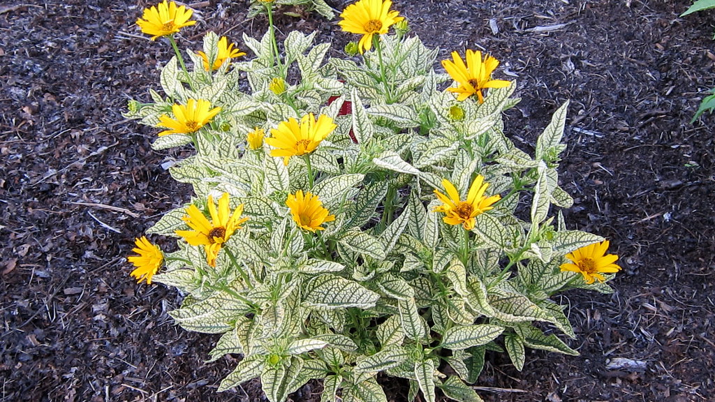 Passion Vivaces Heliopsis Loraine Sunshine plante pot 1 litre jaune