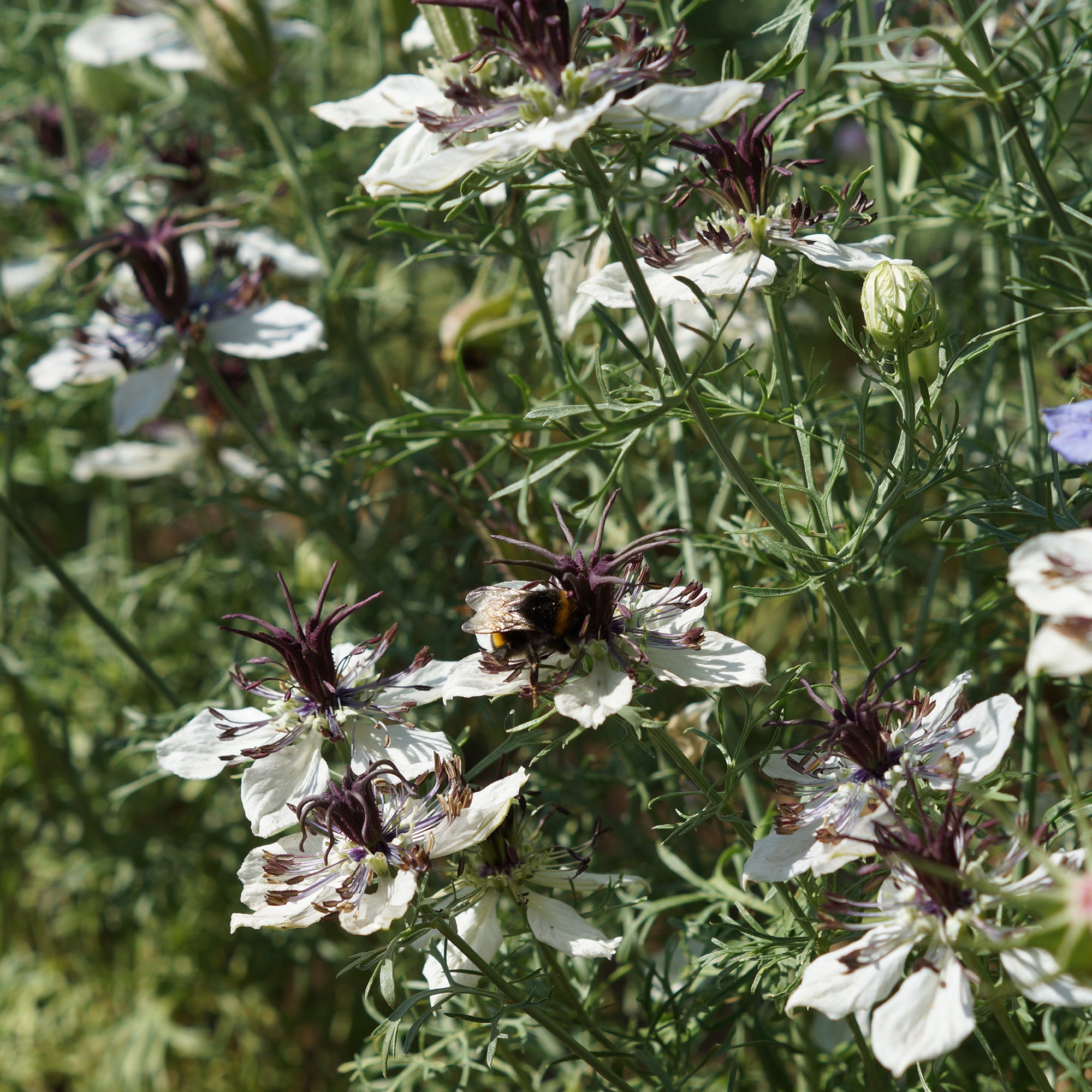 Bakker Nigella African Bride graines fleurs blanches 75 graines