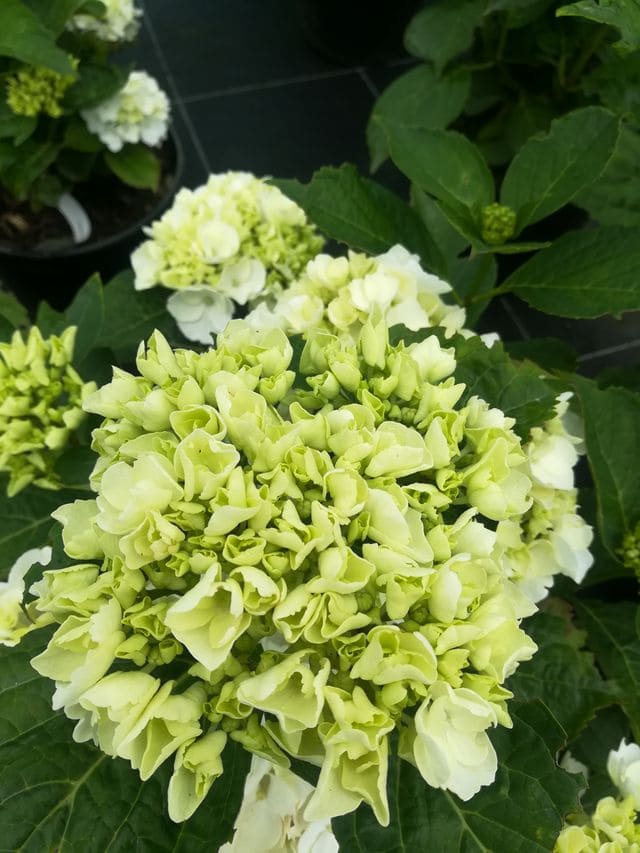 Les Hortensias du Haut Bois Schwan hortensia blanc fleurs rondes