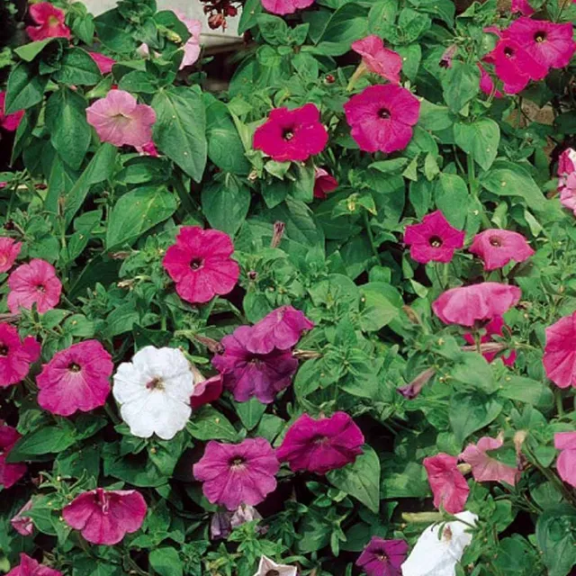 Bakker Balcony pétunia retombant mélange 0,15 g