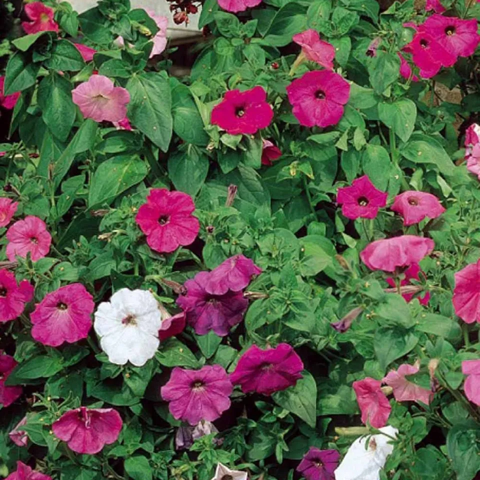 Bakker Balcony pétunia retombant mélange 0,15 g