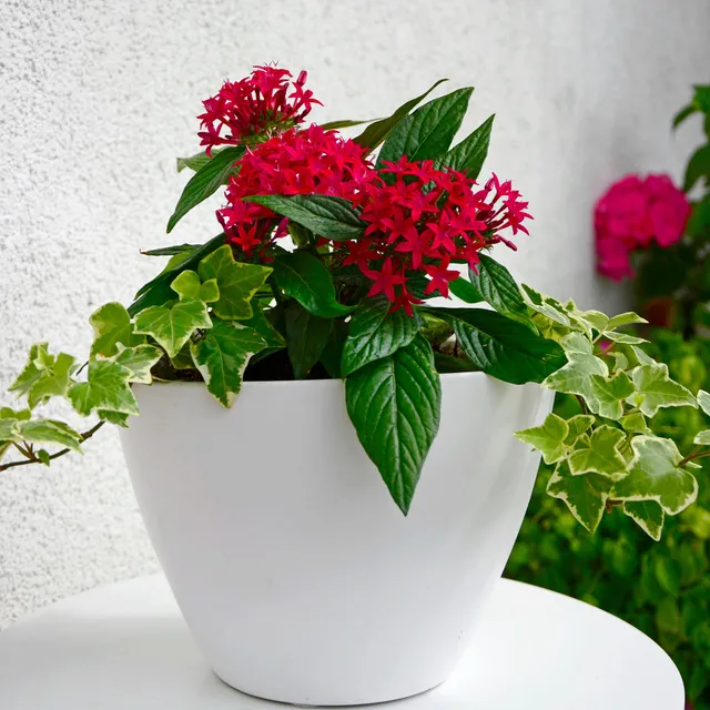 Bakker Pentas rouge étoile égyptienne fleur pot 10,5cm
