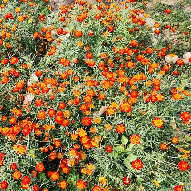 Bakker Potager et Graines Œillet d'Inde Rusty Red graines 1g orange