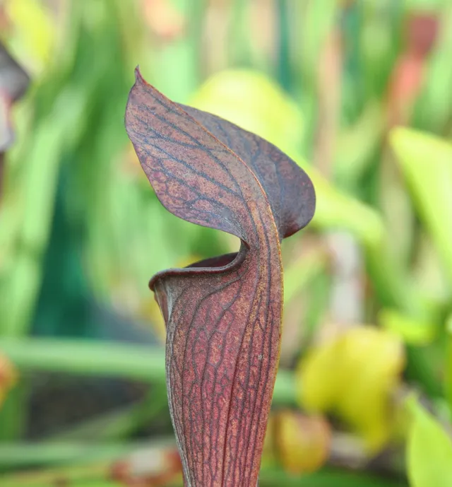 Carniflore Sarracenia alata nigropurpurea plante carnivore 1 point
