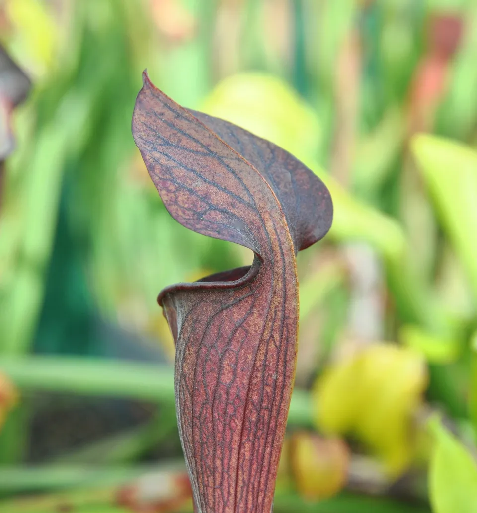 Carniflore Sarracenia alata nigropurpurea plante carnivore 1 point