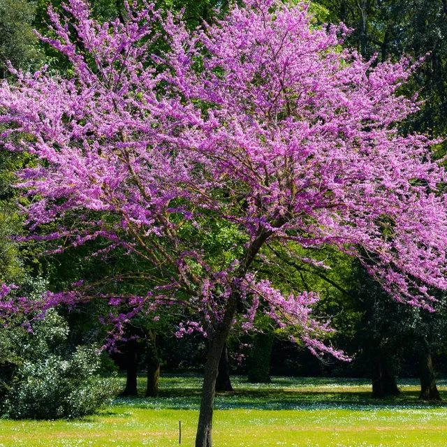 Bakker Arbre de Judée arbuste pot 9cm floraison rose