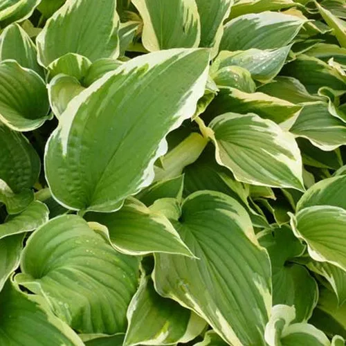 Bakker Antioch hosta plante vivace feuillage pot Ø 9cm