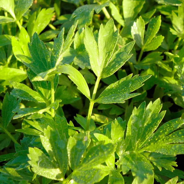 Bakker Livèche céleri perpétuel plante aromatique pot 9cm