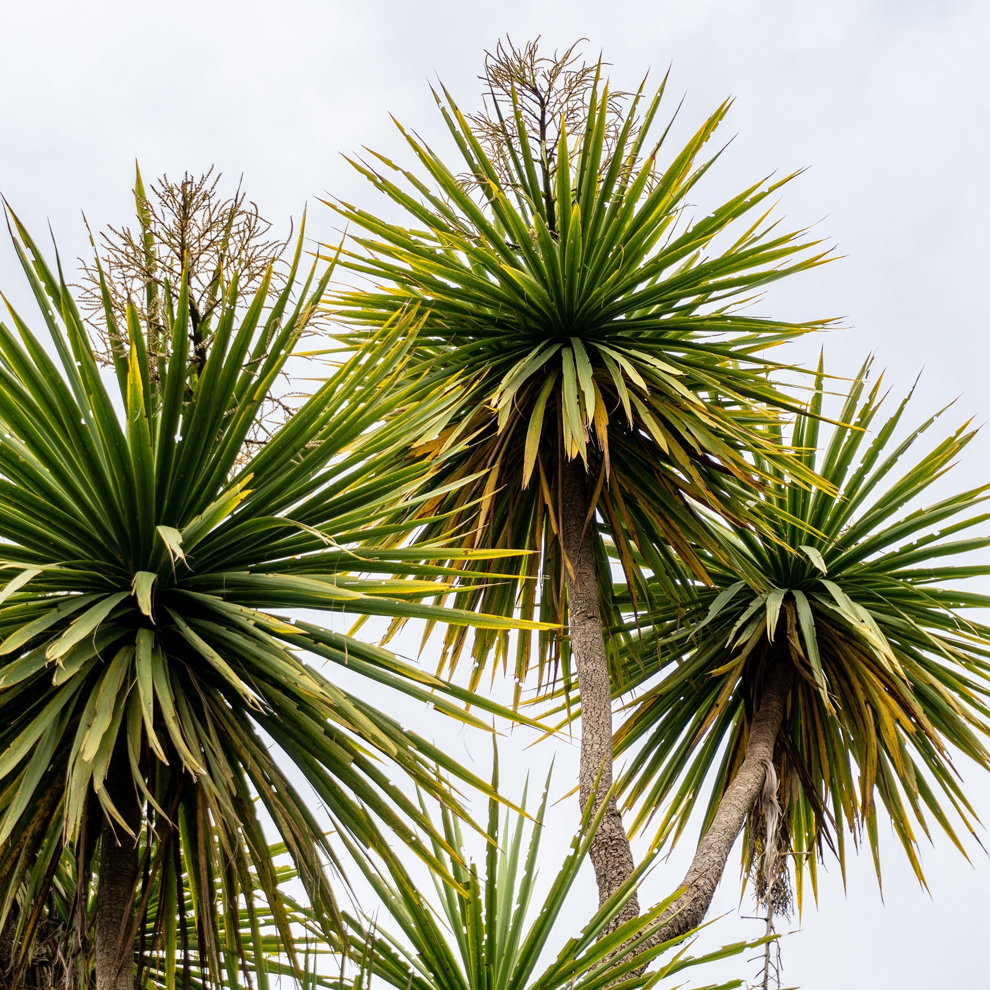 Bakker Cordyline australe arbuste pot 9cm 10-15cm