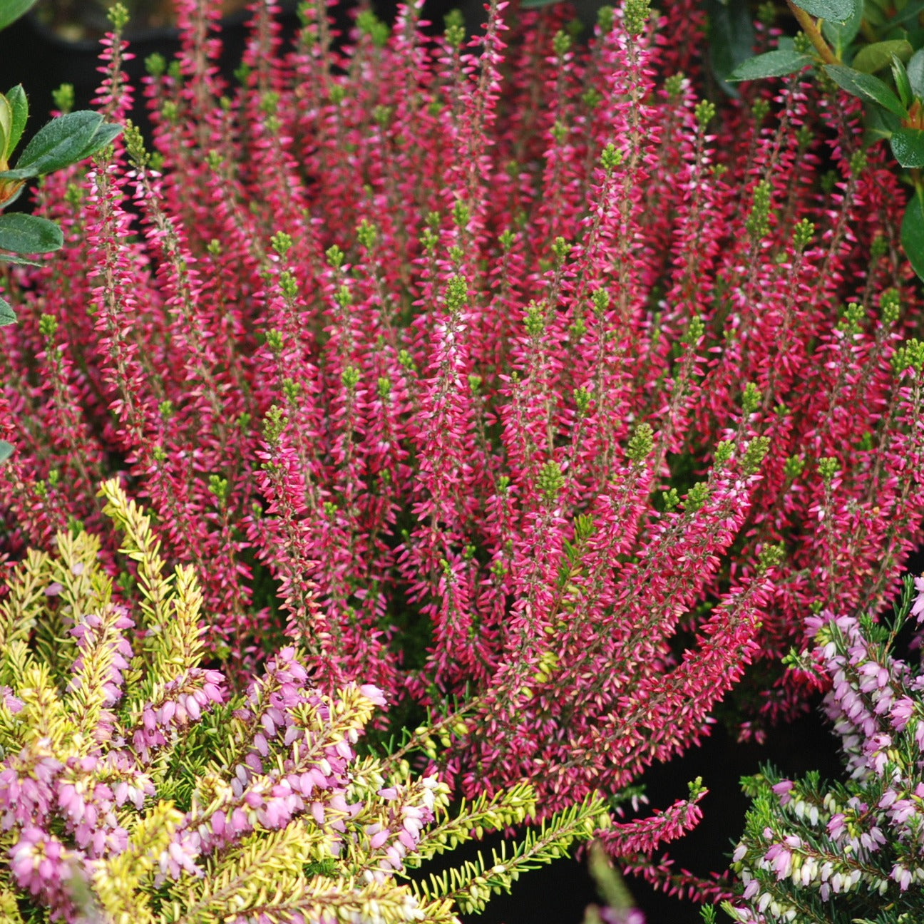 Bakker 6 Bruyères d'été mélange pots Ø9cm