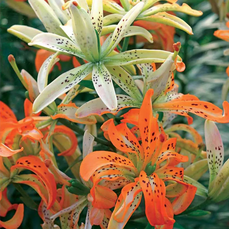 Bakker Bulbes à fleurs 3 Lis caméléon multicolore sachet 3 bulbes