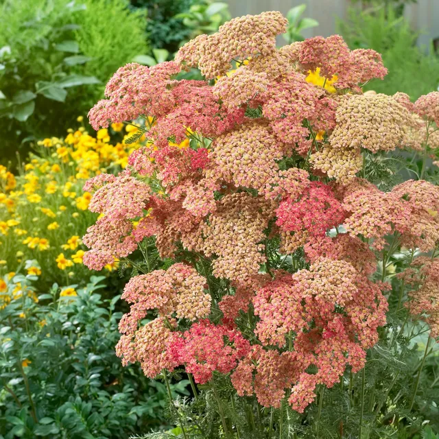 Bakker Wesersandstein achillée vivace pot Ø 9cm terracotta