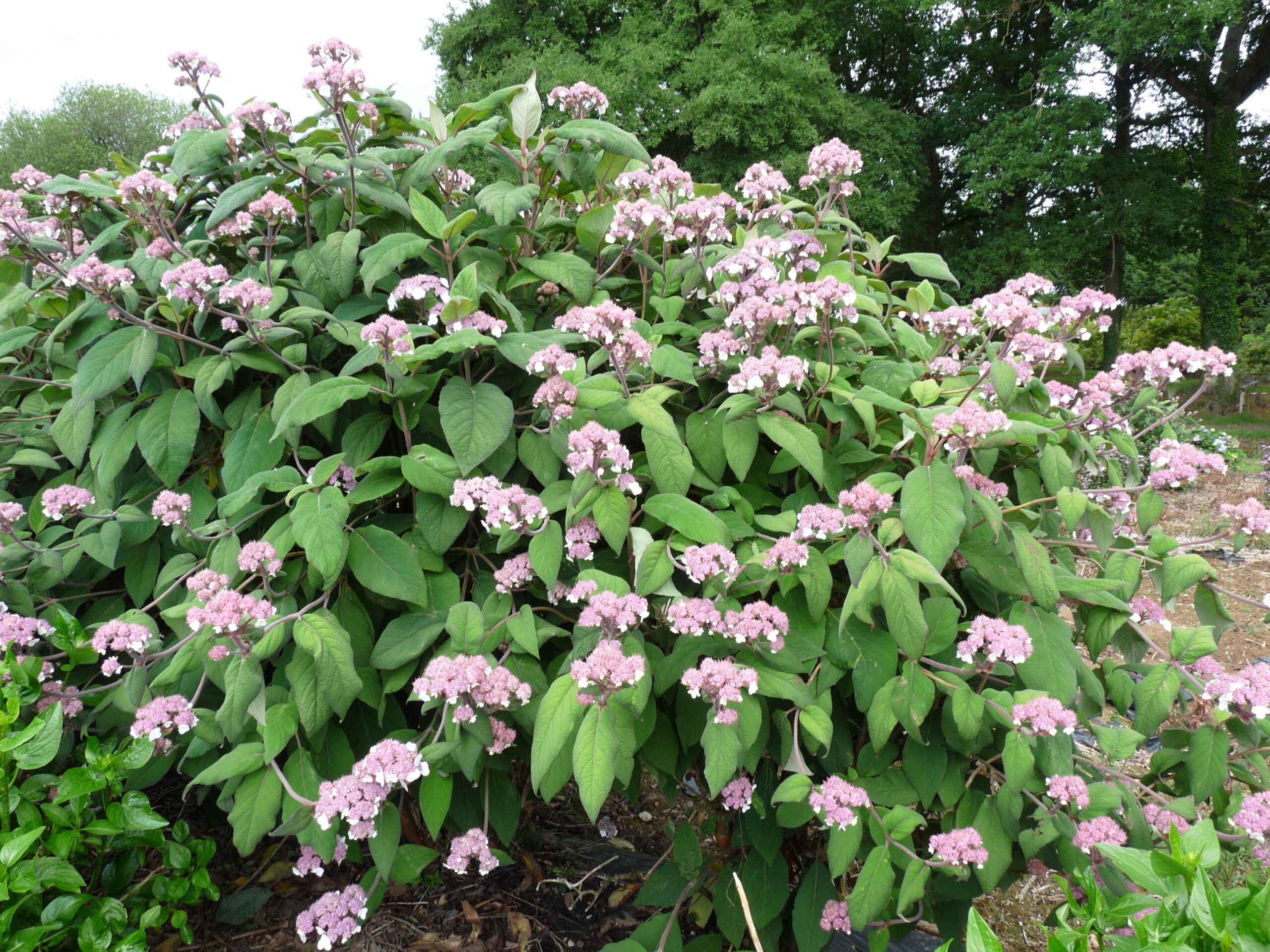 Les Hortensias du Haut Bois Bellevue Hydrangea aspera hortensia dentelle violette