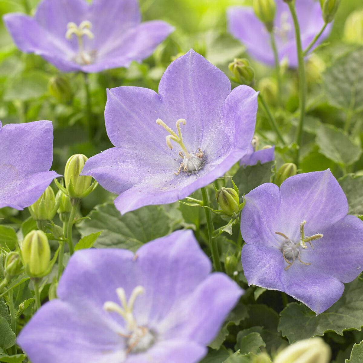 Bakker Plantes vivaces Blaue Clips campanule pot 9cm violette