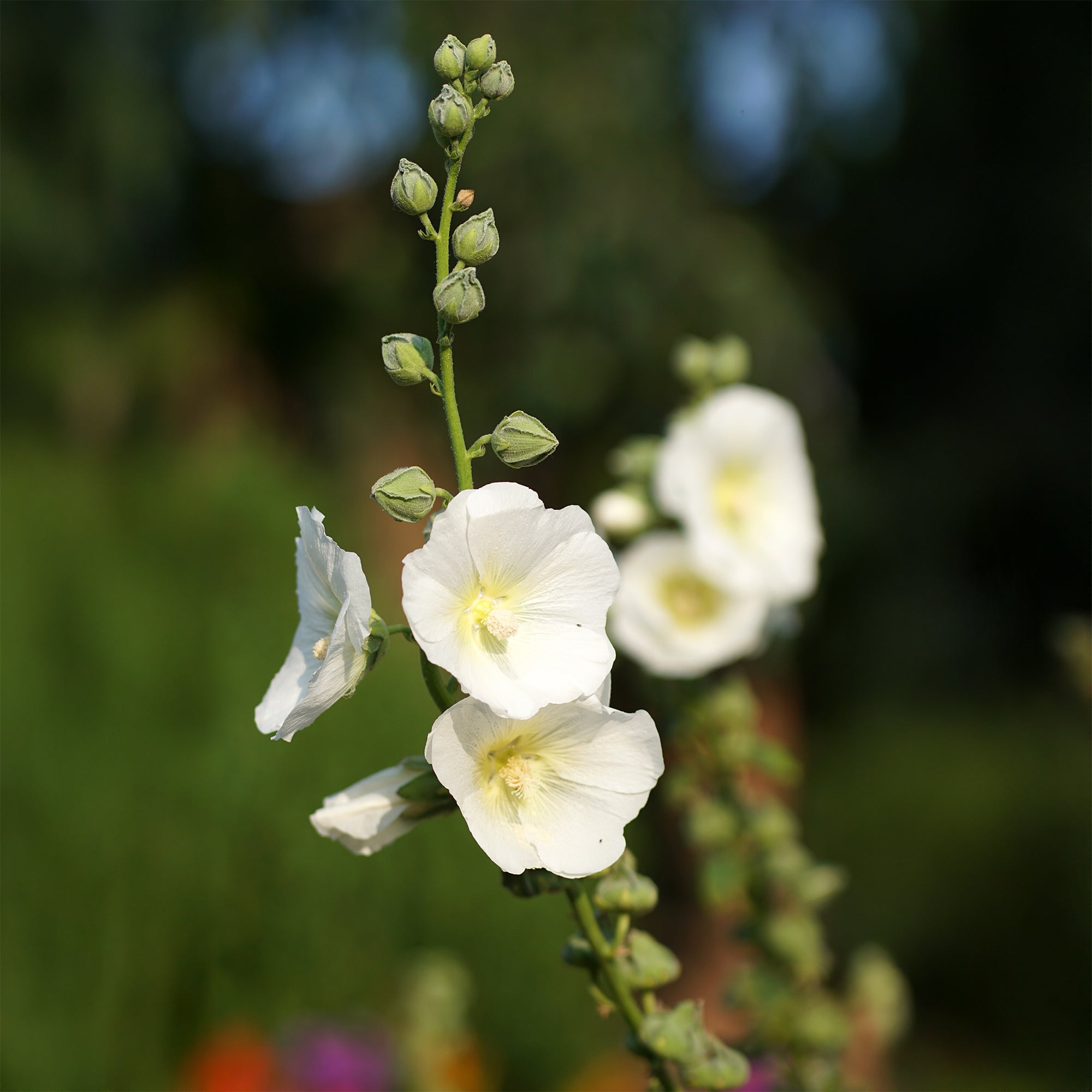 Bakker Rose trémière Polarstar plante pot 9cm blanche 180cm