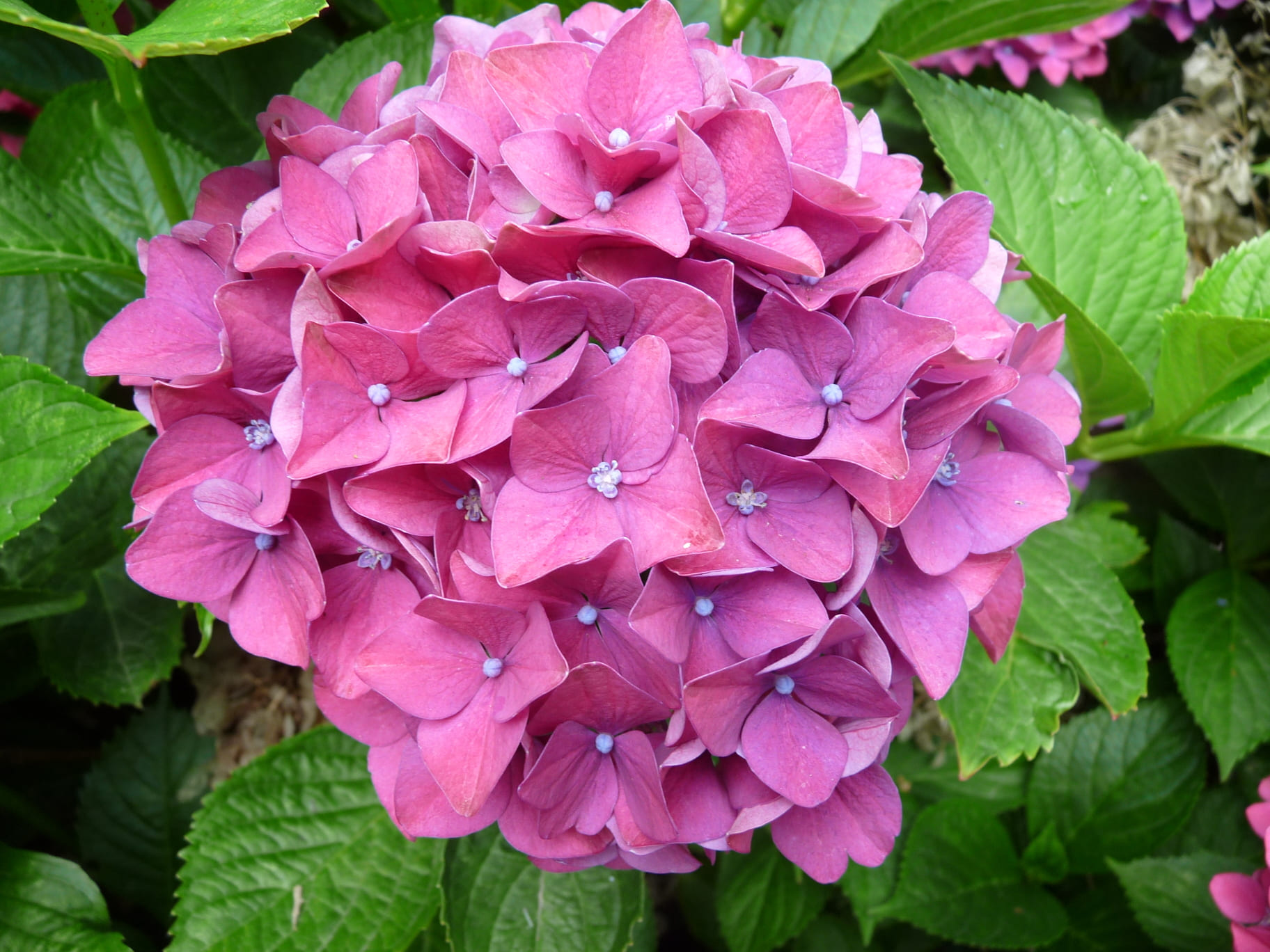 Les Hortensias du Haut Bois Vorster Frührot hortensia boule godet