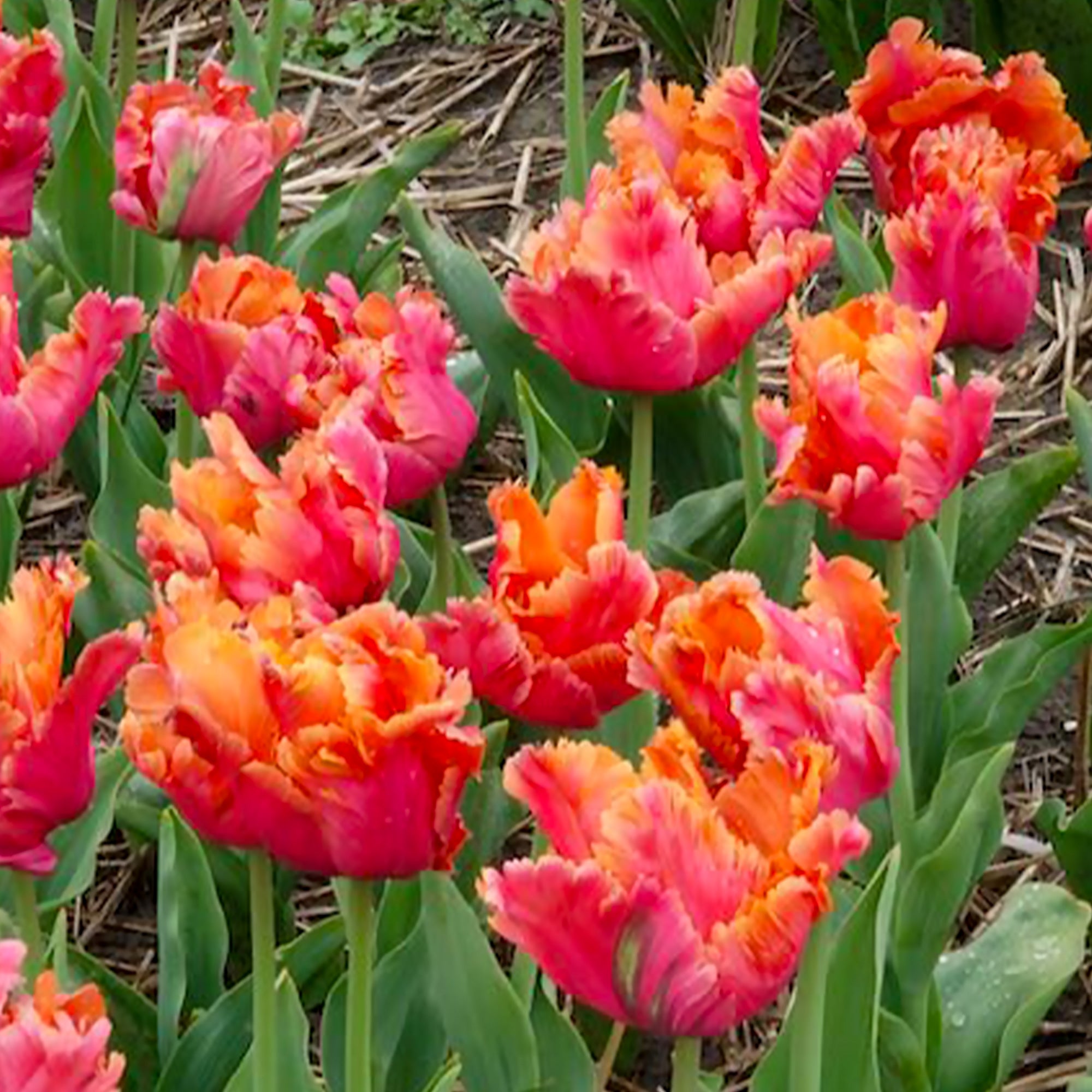 Bakker Tulipes perroquet Amazing Parrot sachet 7 bulbes roses