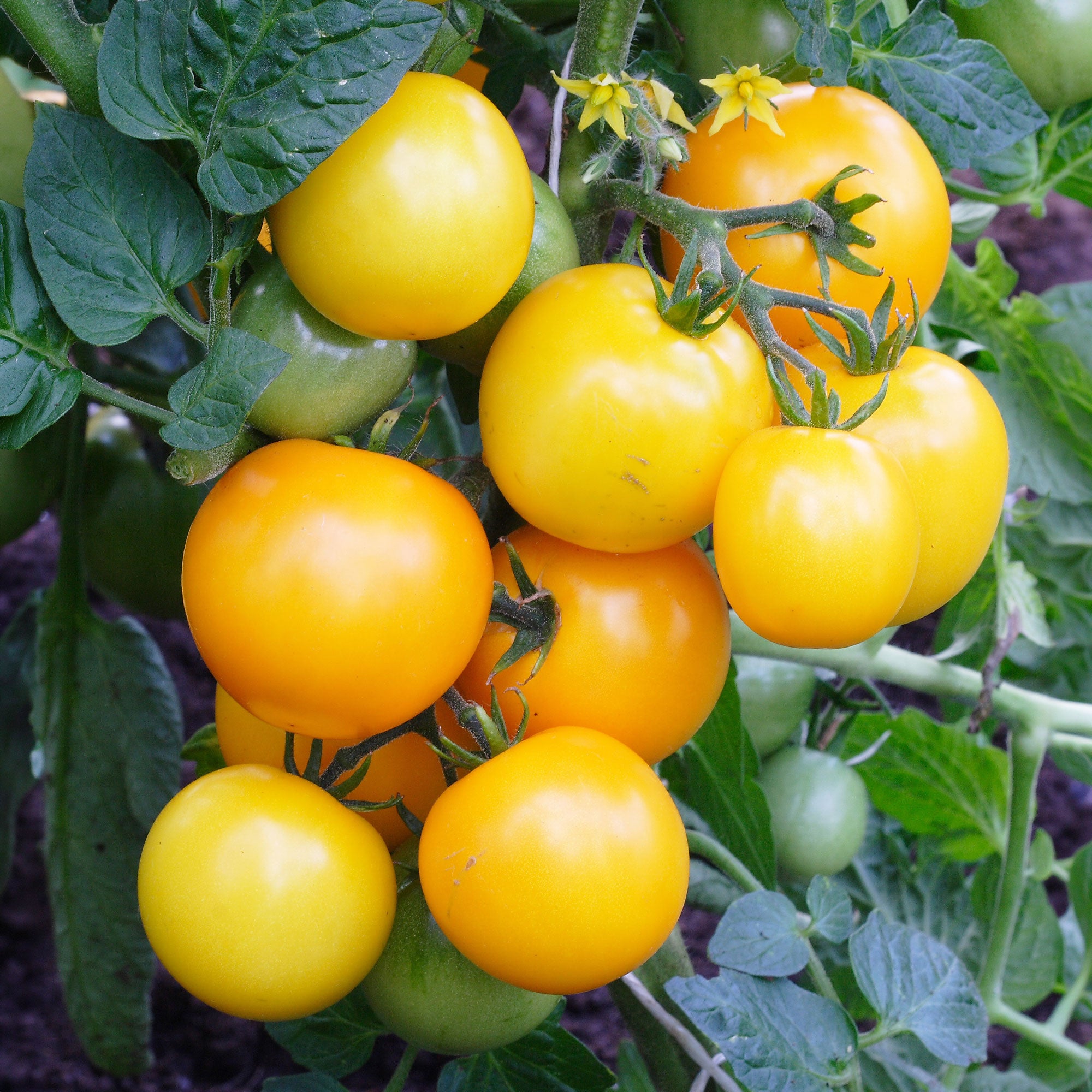 Bakker Raisins Jaunes tomate cocktail 0,1g ±30 graines
