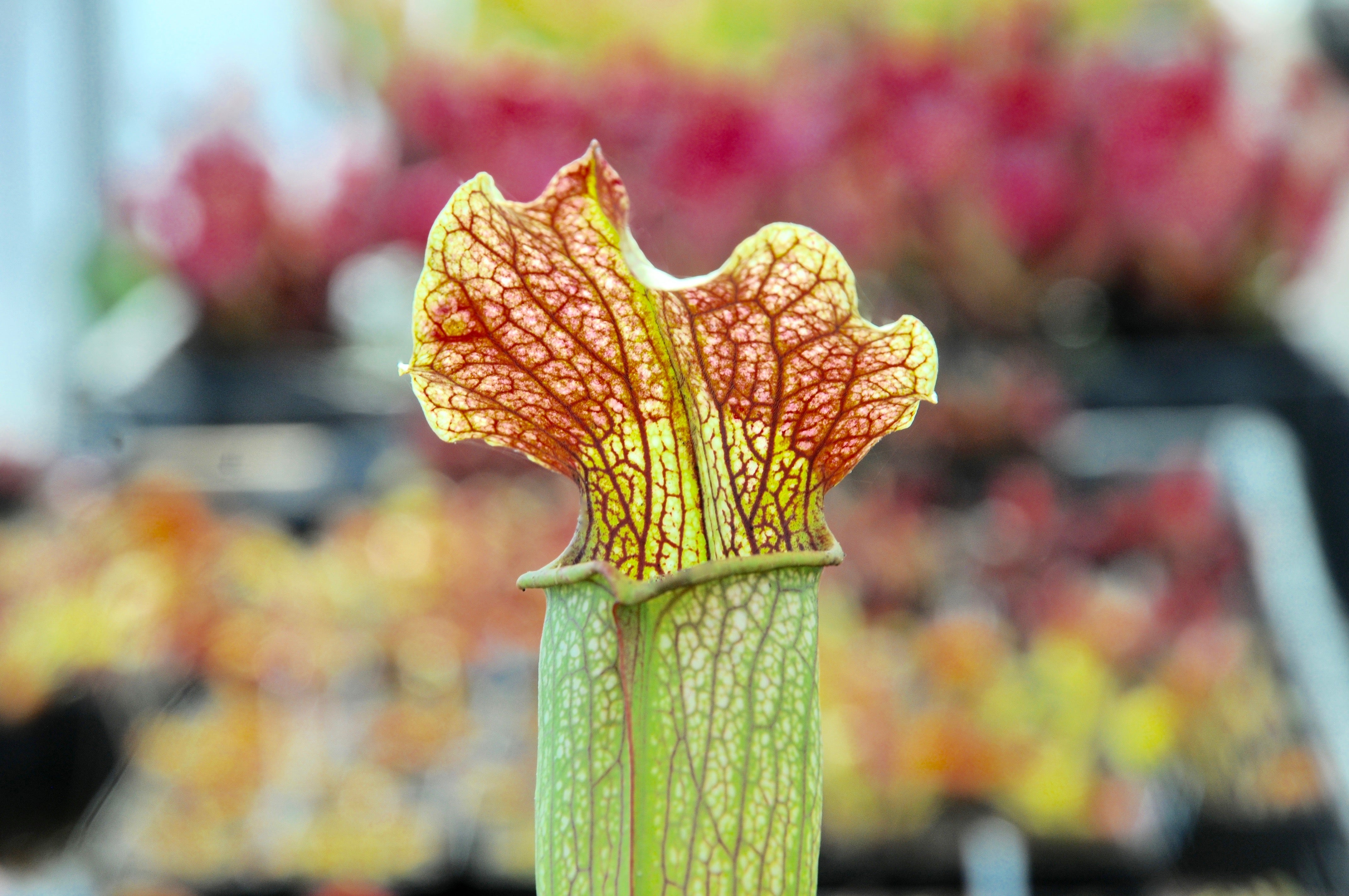 Carniflore Sarracenia x areolata Uncle Jim plante carnivore