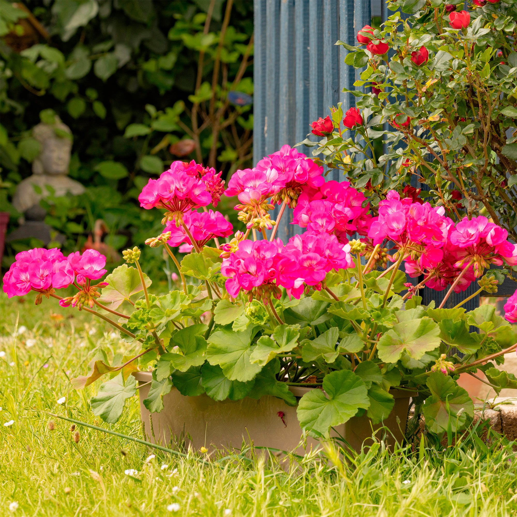 Bakker Géranium zonale rose fleurs pot Ø13cm balcon