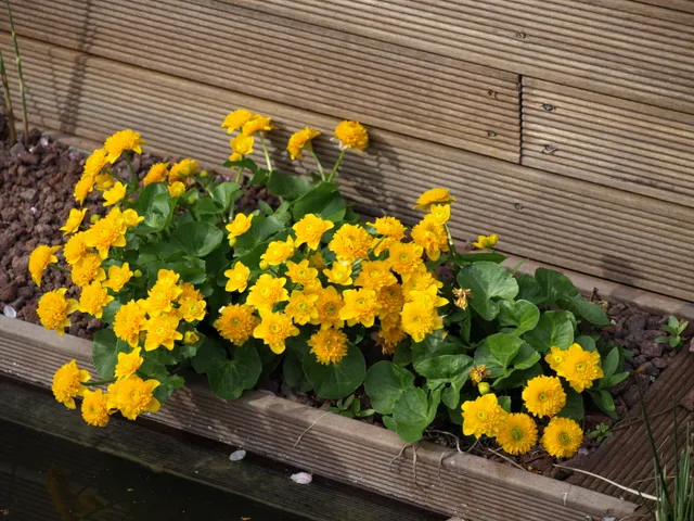 Passion Vivaces Caltha palustris Multiplex populage godet jaune or