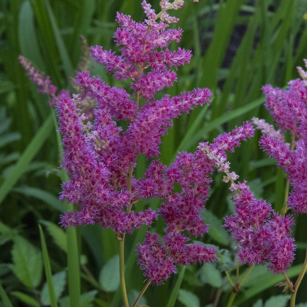Bakker Astilbe japonica Elizabeth van Veen vivace pot Ø11cm fuchsia