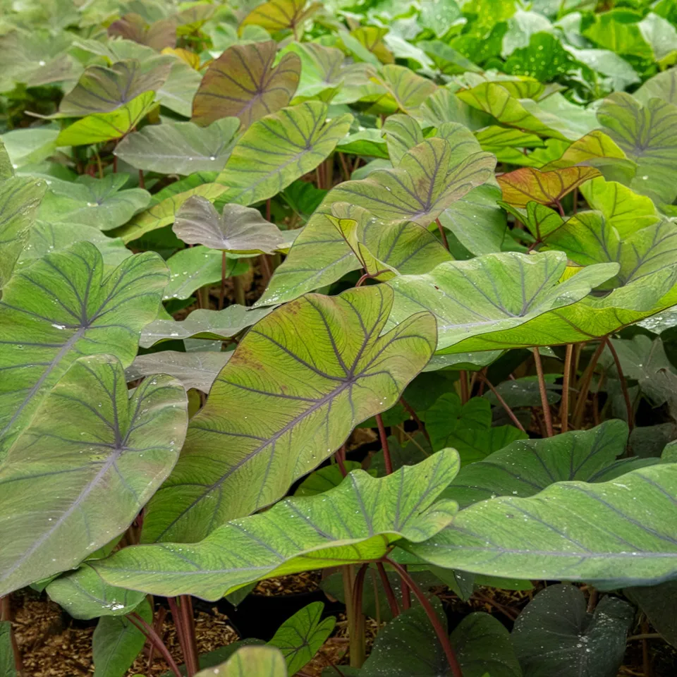 Bakker Colocasia Madeira oreille éléphant pot 9cm feuillage noir