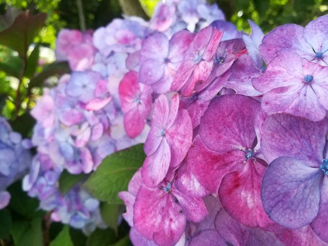 Les Hortensias du Haut Bois Preziosa hortensia serrata godet rose