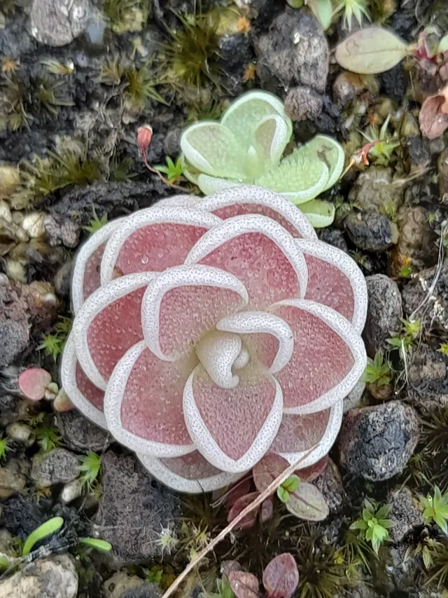 Carniflore Pinguicula Reims grassette pot 7cm