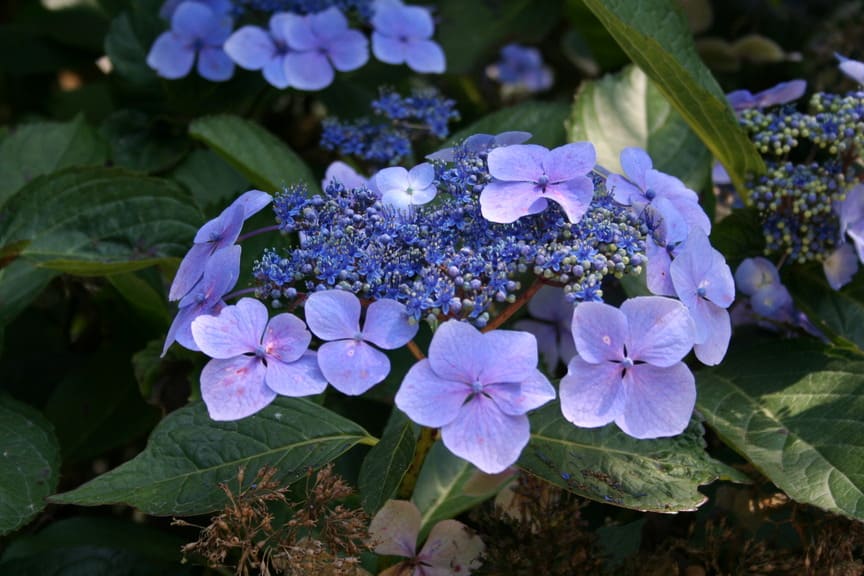 Les Hortensias du Haut Bois Hortulanus Witte hortensia fleurs plates blanc