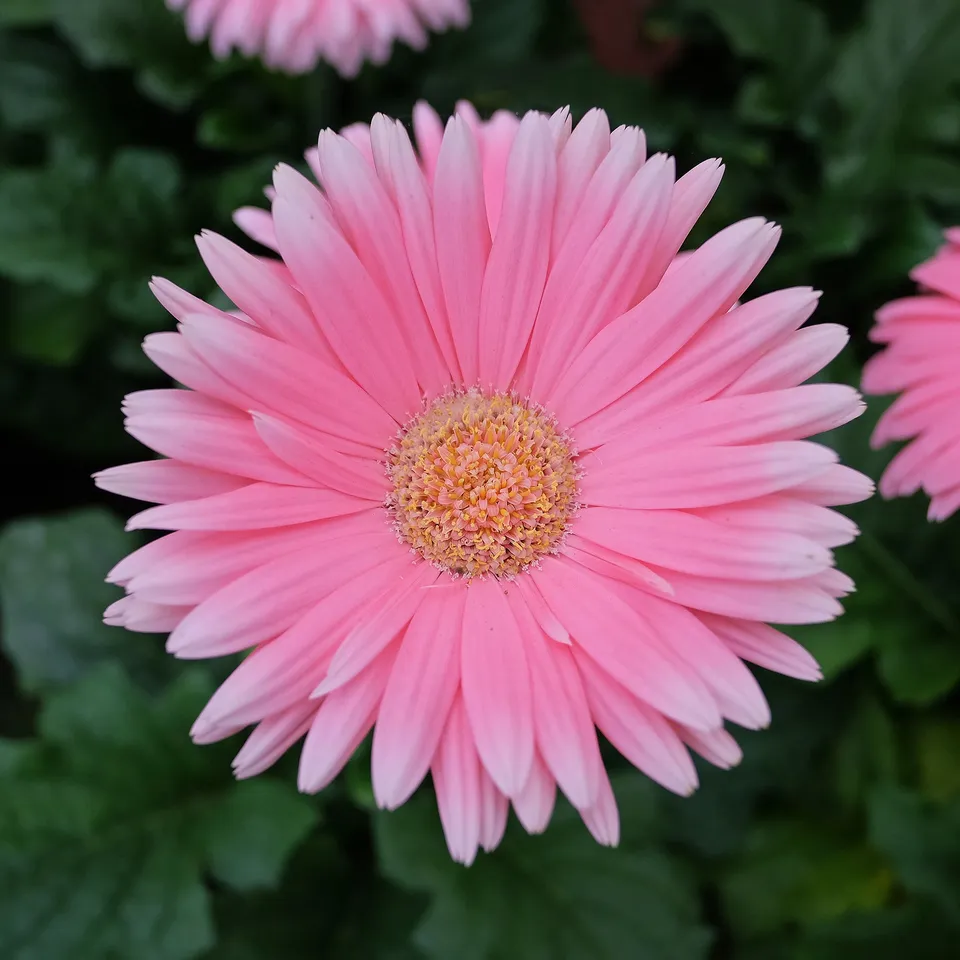Bakker Gerbera rose pot 12cm extérieur floraison longue