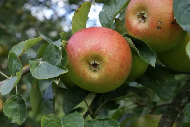 Michel Adam Bénédictin pommier pomme à croquer rustique