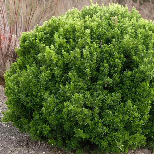 Bakker Fusain Japon Microphyllus arbuste pot persistant