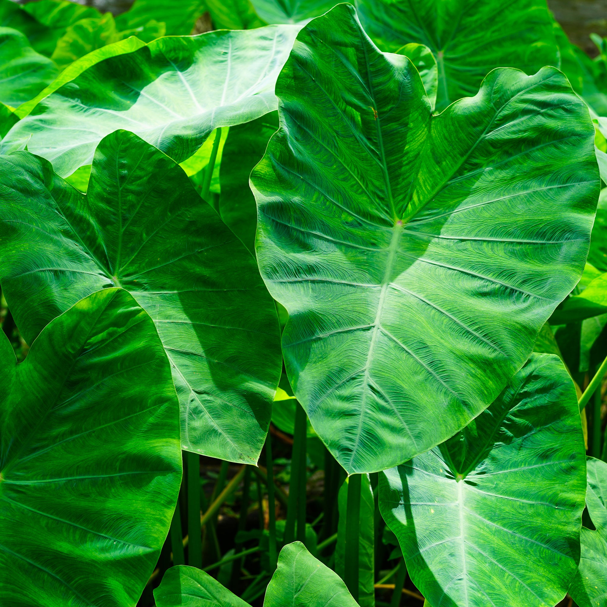 Bakker Plantes de bassin Colocasia esculenta bulbe oreille éléphant