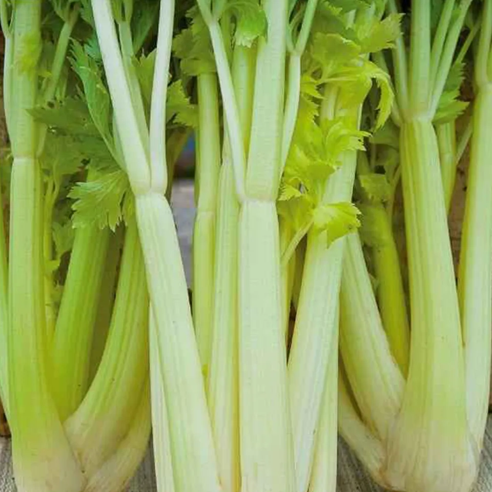 Bakker Céleri Chemin 2 blanc doré graines 0,3 g