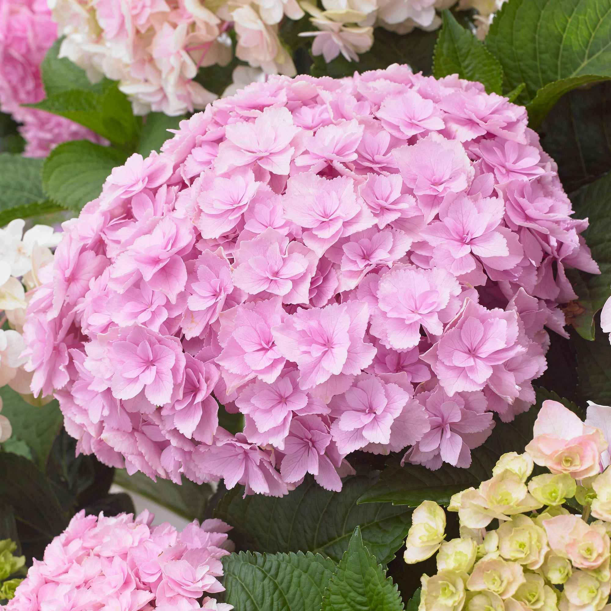 Bakker Hortensia Doppio Nuvola arbuste pot 1,5L bleu